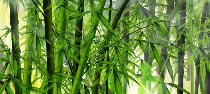 O bambu chinês e o carvalho